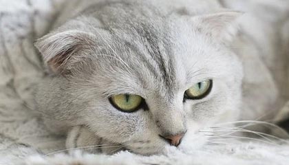 OnlyFans深度揭秘：八卦风波背后，神秘人在粉丝见面会的角色彻底令人意外